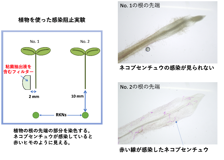 粘菌由来の植物寄生性線虫忌避剤を中核とした線虫忌避システムによる新しい土壌健全化技術<br>理工学部物質生命理工学科　齊藤 玉緒　教授