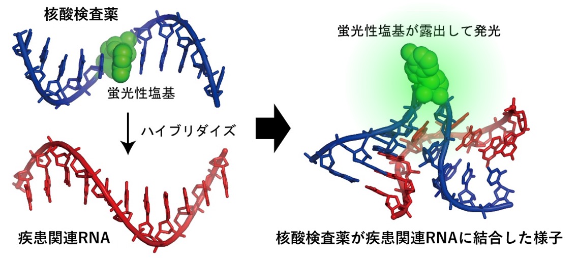 核酸医薬品の開発のための基盤的研究<br>理工学部物質生命理工学科　近藤 次郎　教授