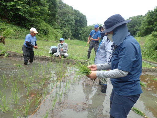 持続可能な水資源管理<br>グローバル教育センター　杉浦 未希子　教授