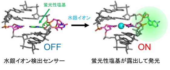 DNAを用いた環境中の重金属検出・集積技術の開発 <br>理工学部物質生命理工学科　近藤 次郎　教授