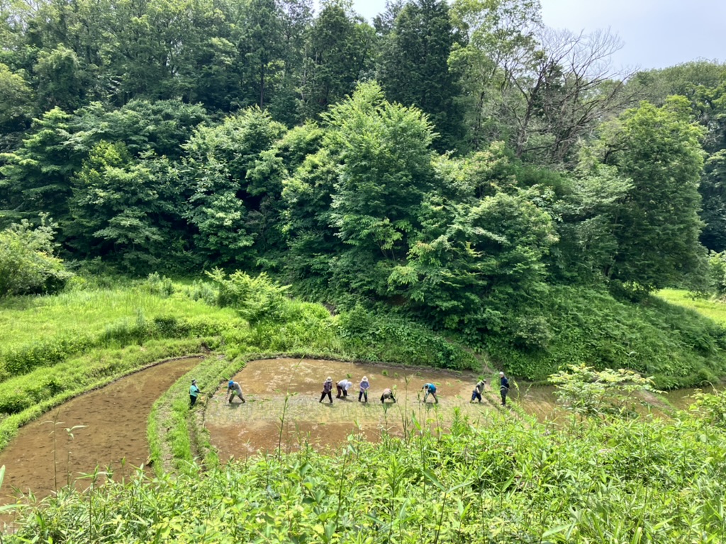 伝統的な谷戸管理手法による里山保全活動２